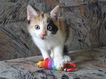 piper